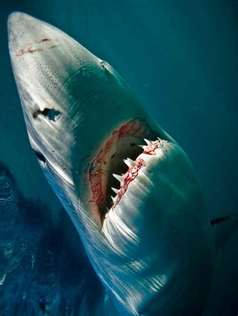 köpekbalığı yağ artrozu